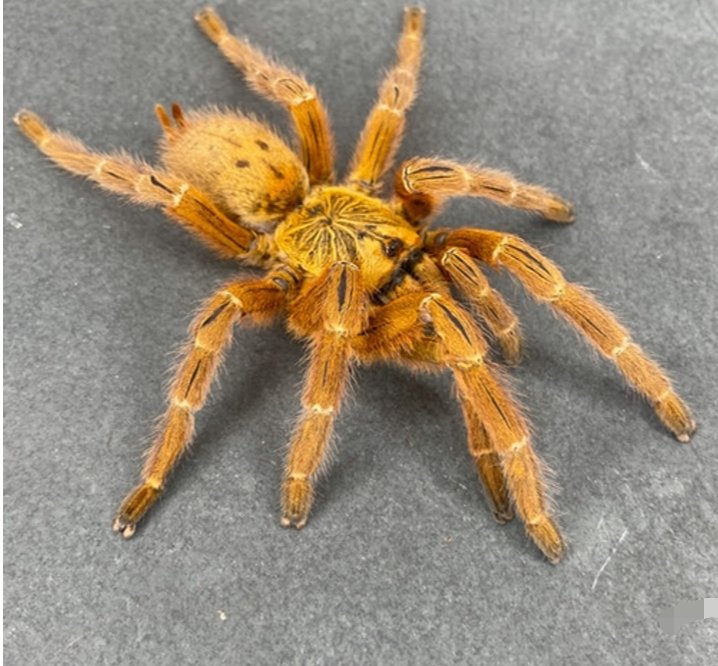 orange bitey thing spider