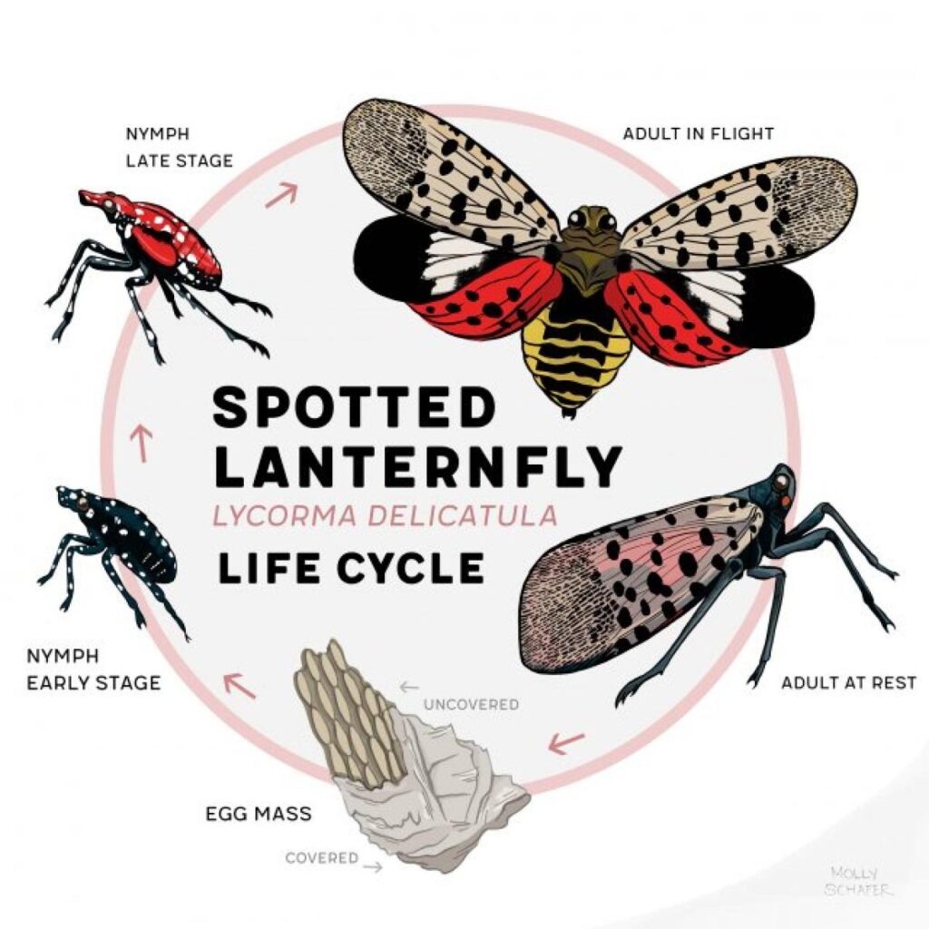 new lanternfly species vietnam cambodia